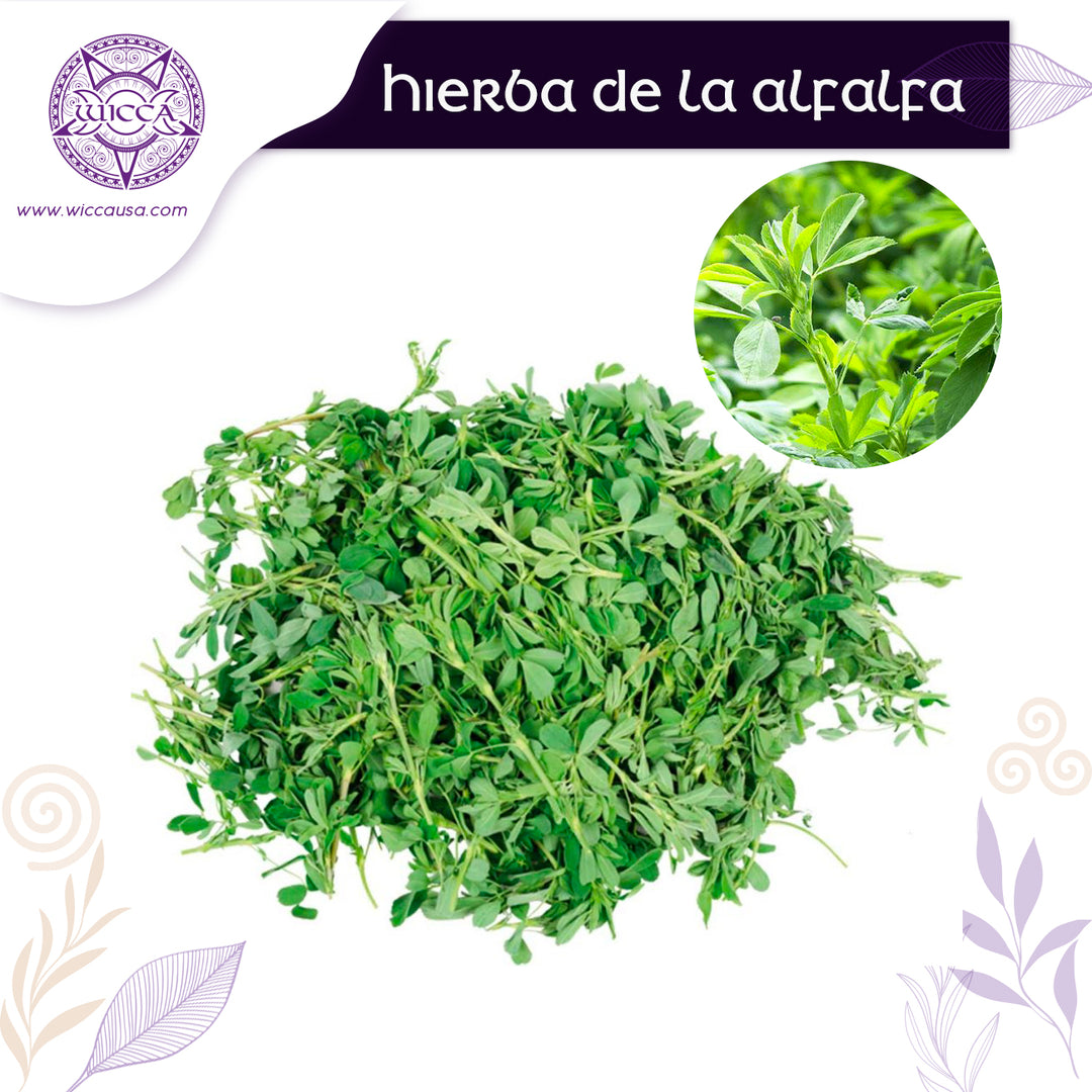 Herbalist: Alfalfa Herb