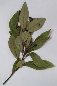 Herbalist: Laurel Leaves for Protection