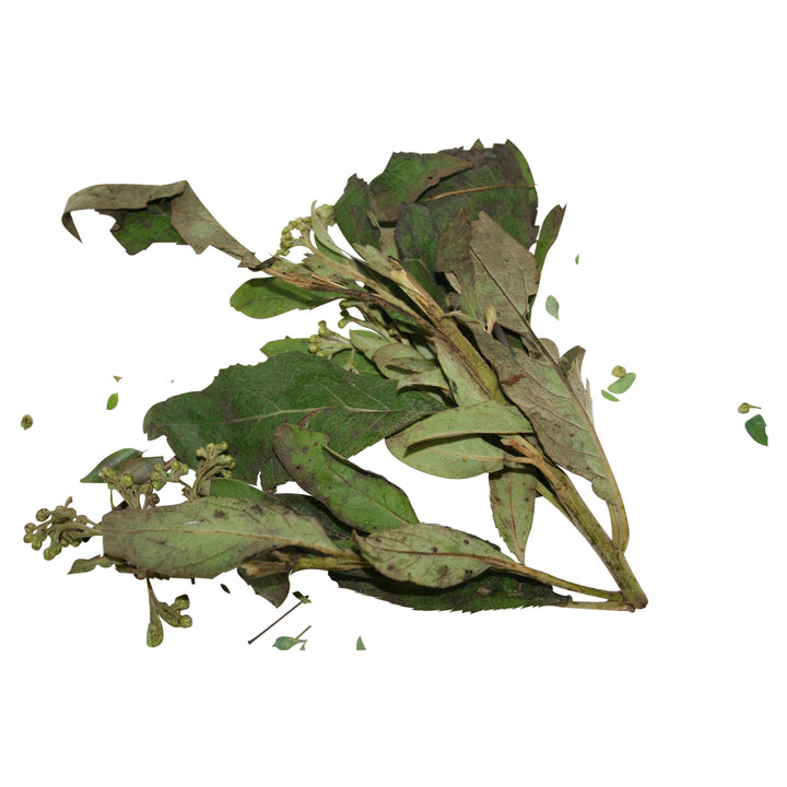 Herbolario : Salvia: La planta sagrada de la purificación y el conocimiento.(2oz)